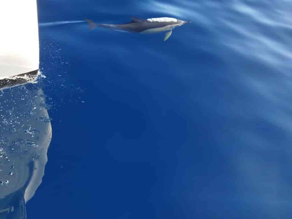 Boat picture 18