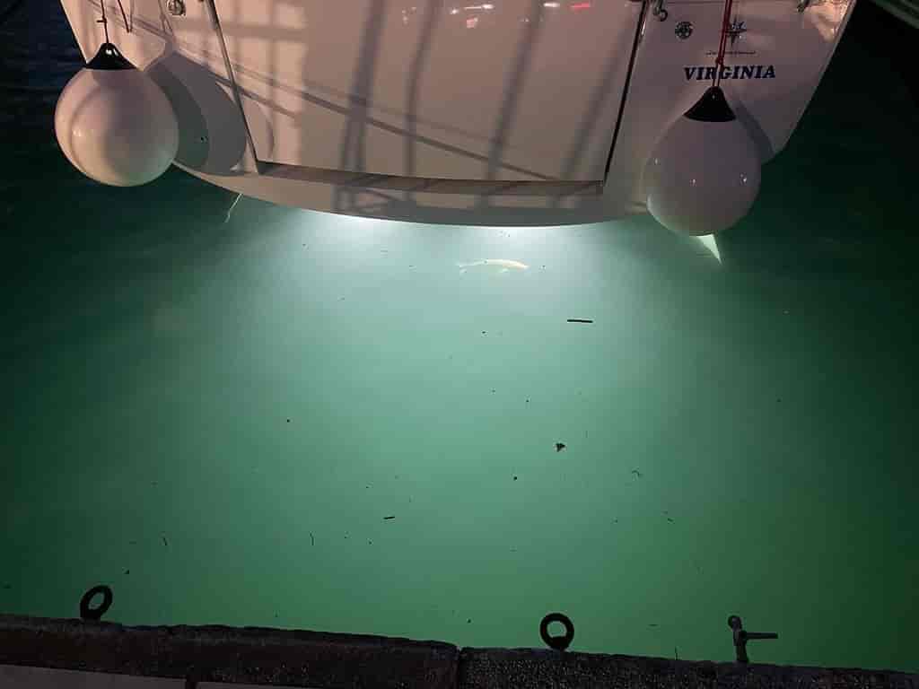 Boat picture 15